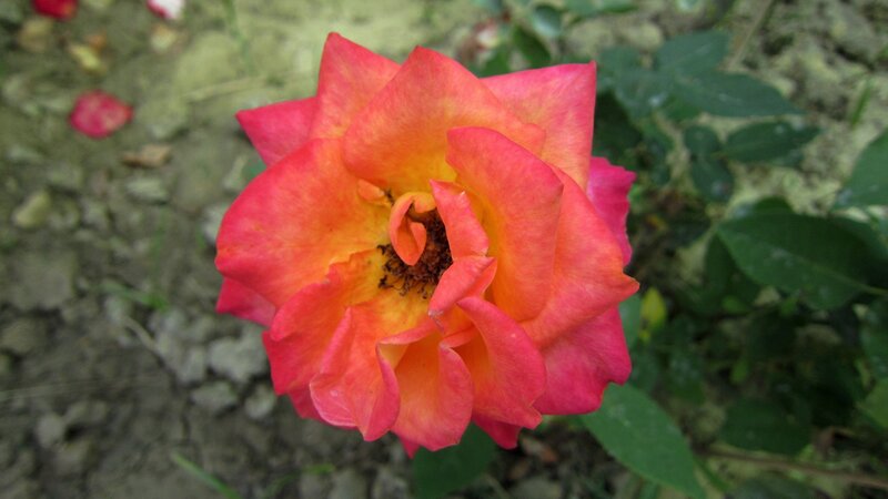 Single Rose Flower — Red, Calm