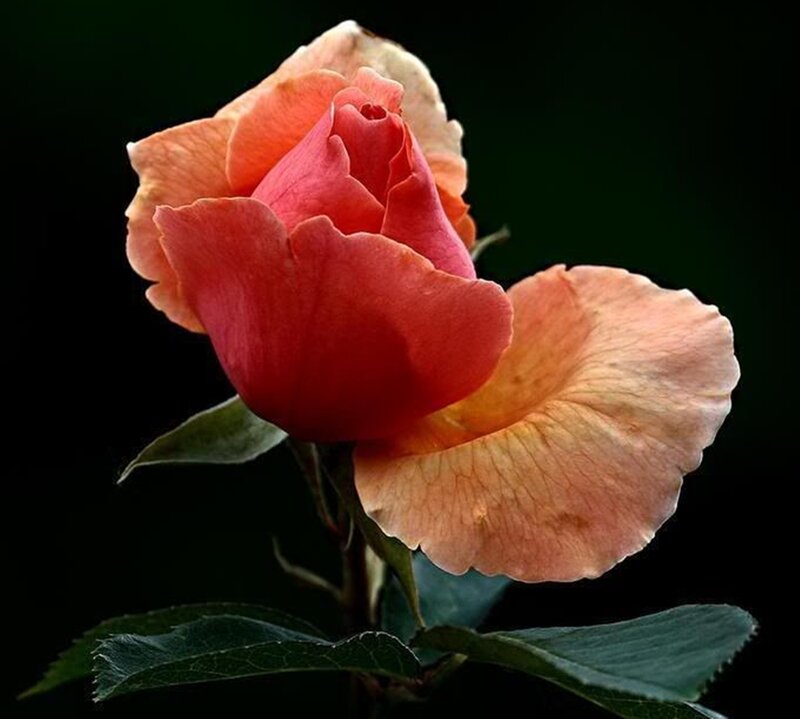 Single Rose Flower — Red, Dramatic