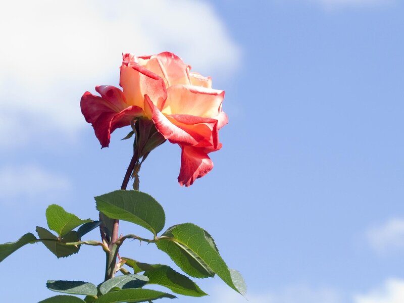Single Rose Flower — Red