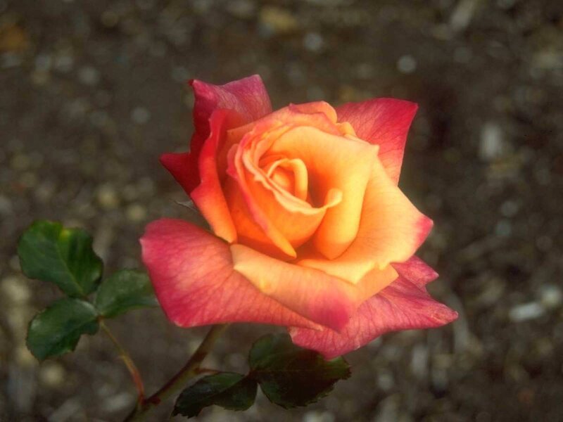 Single Rose Flower