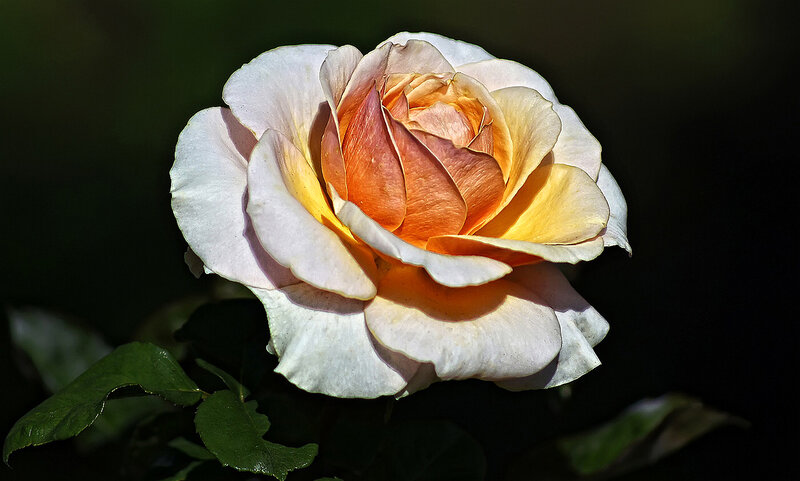 Single Rose Flower — White