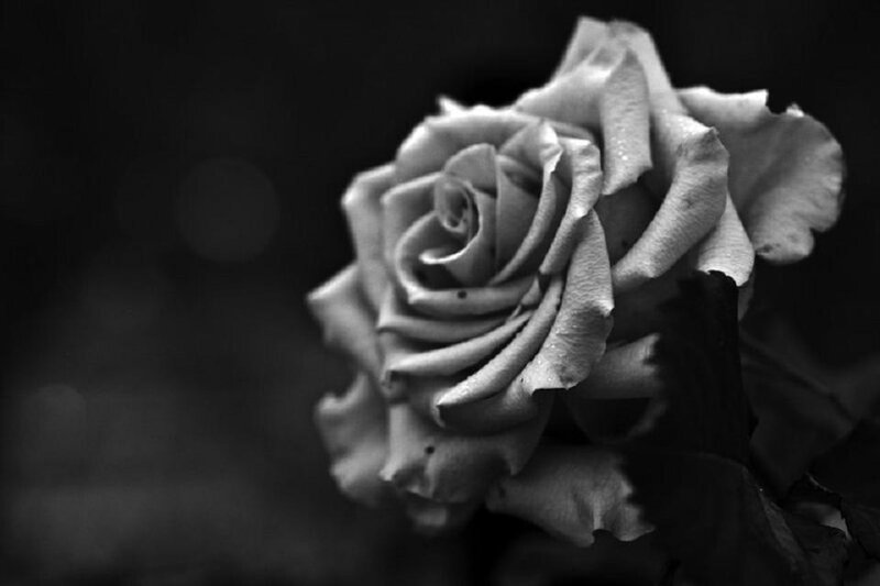 Single Rose in Black and White