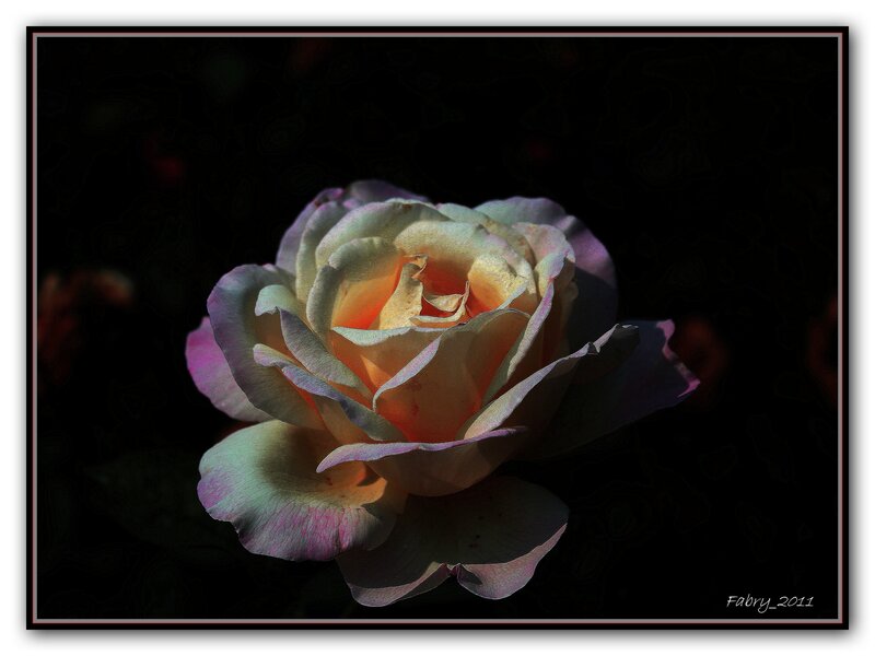 Single Rose in Bloom