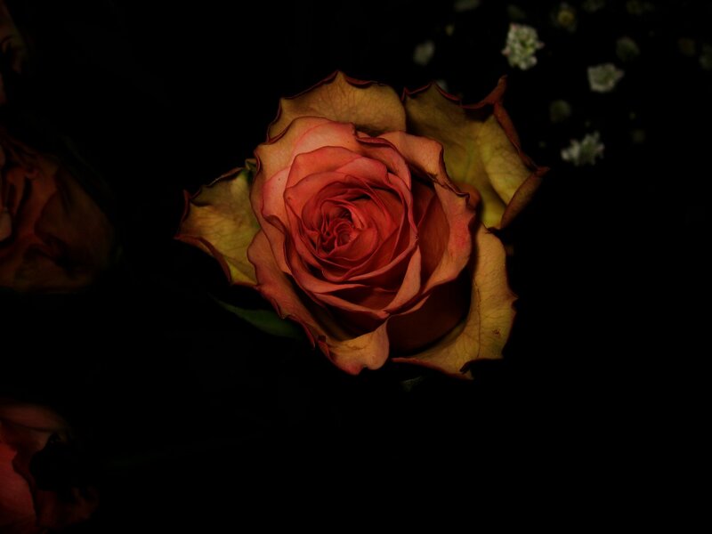 Single Rose in Darkness — Red