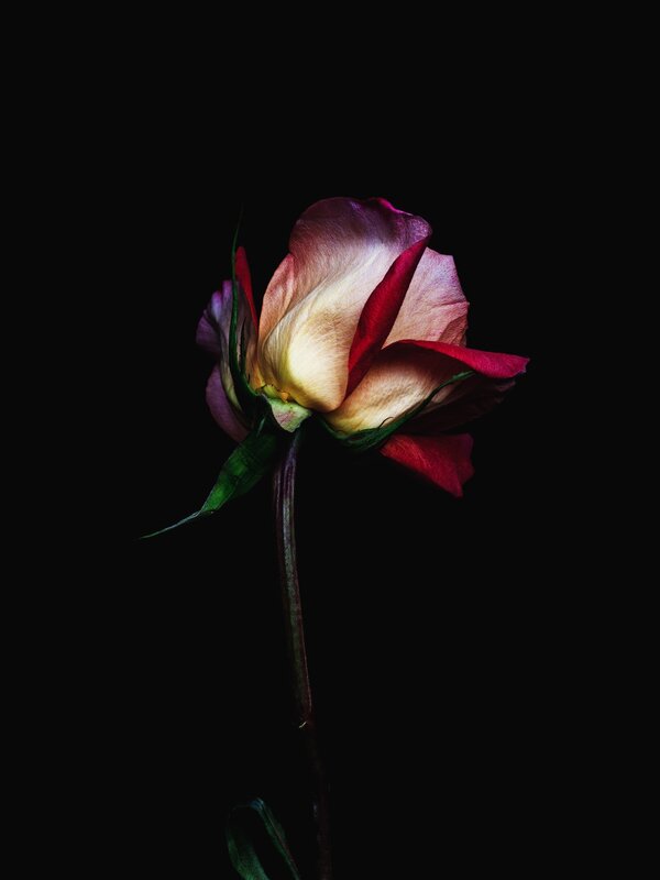 single rose in darkness