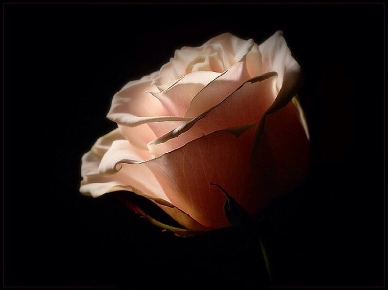 Single Rose in Darkness — White