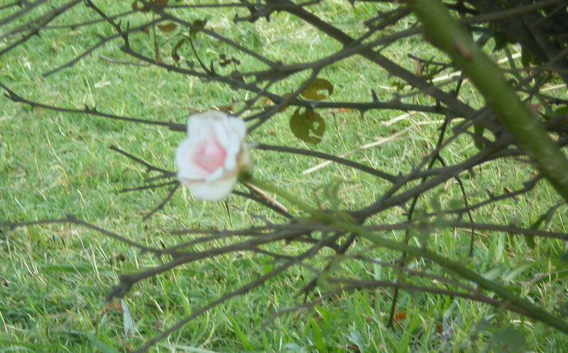 single rose in garden