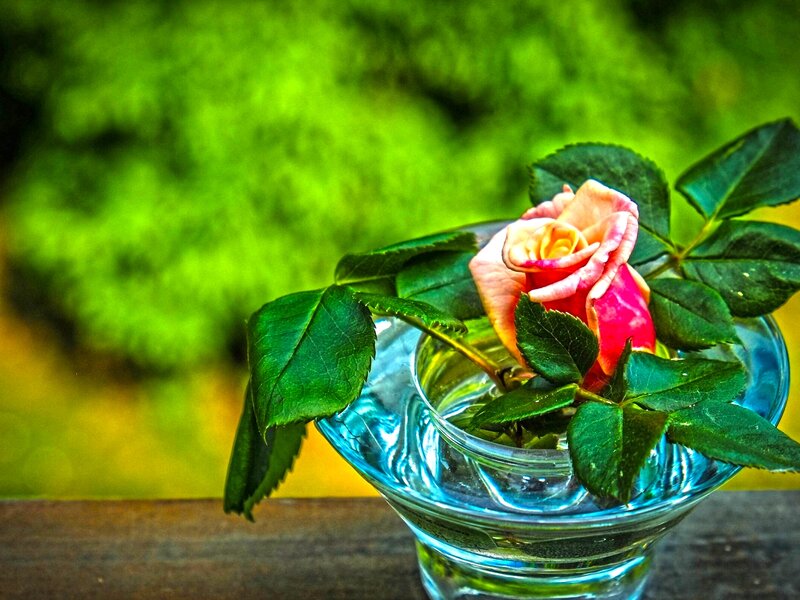 Single Rose in Glass