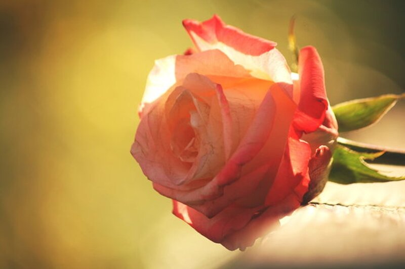 Single Rose in Sunlight