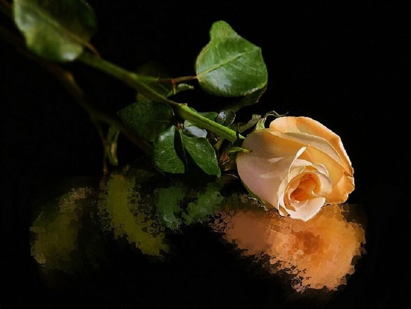 single rose on black background