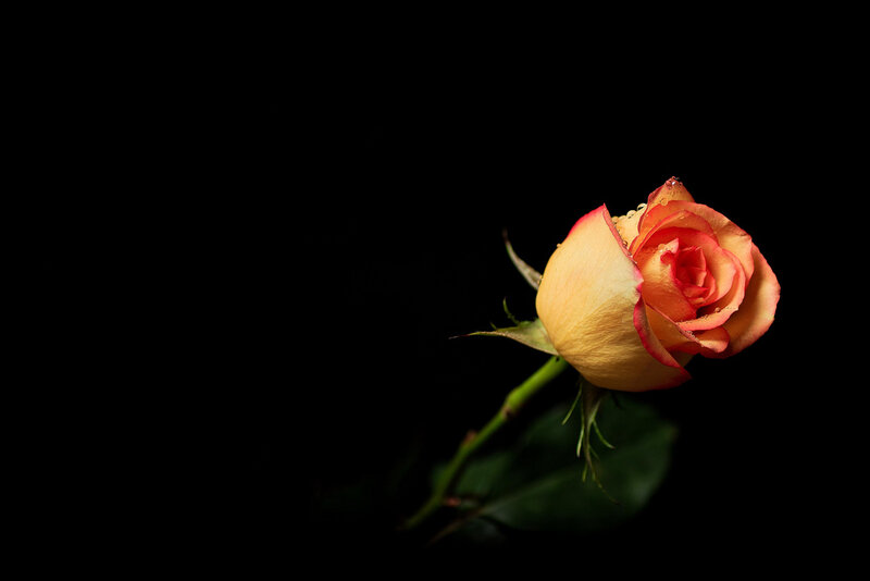Single Rose on Black