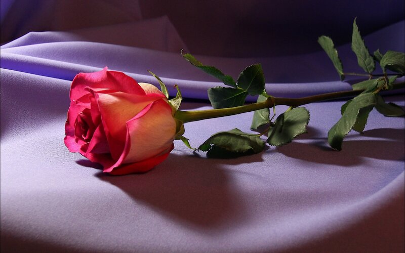 Single Rose on Fabric