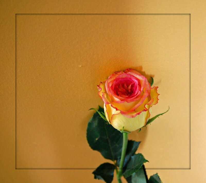 single rose on gold background