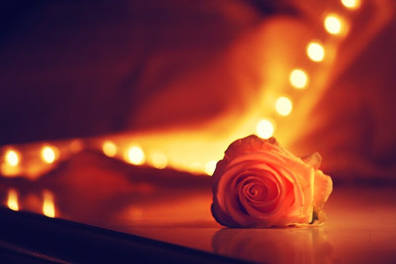 Single Rose on Surface — Orange