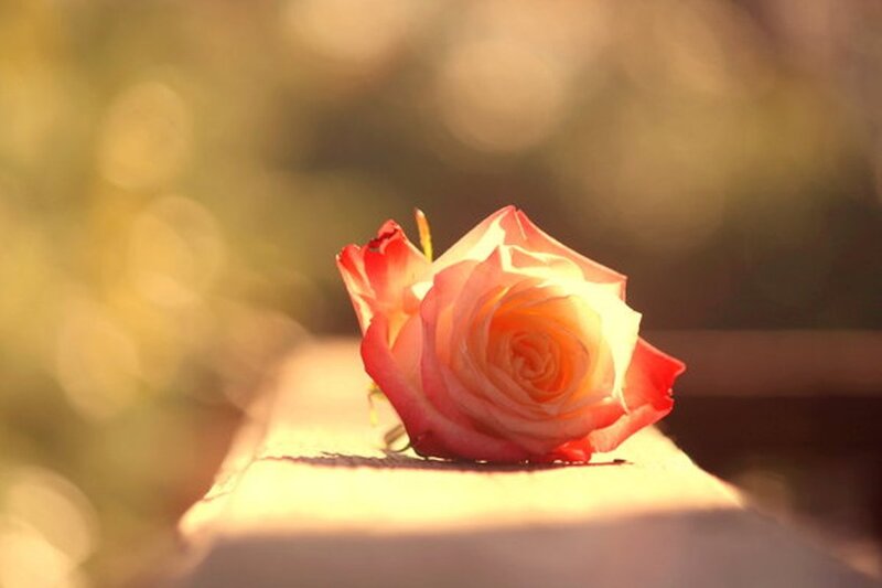 Single Rose on Surface