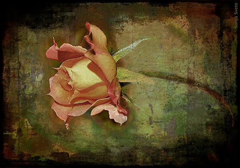 Single Rose on Textured Background