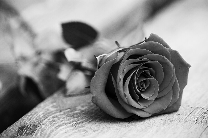 Single Rose on Wood — Black