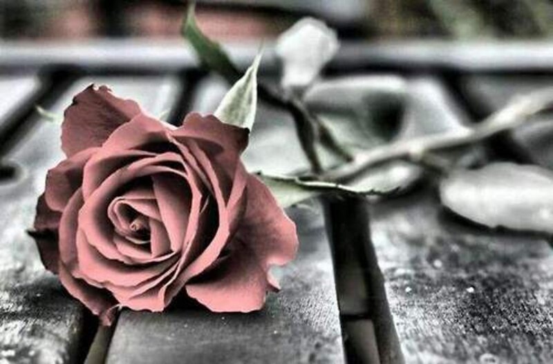 Single Rose on Wood — Brown