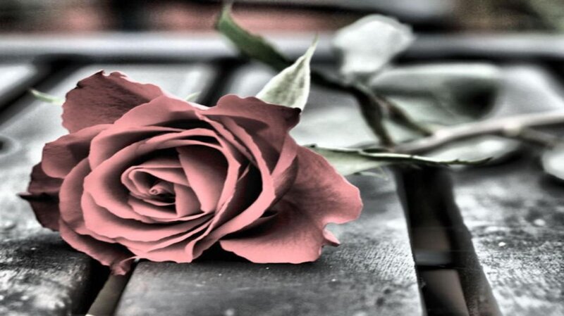 Single Rose on Wood — Pink, Somber