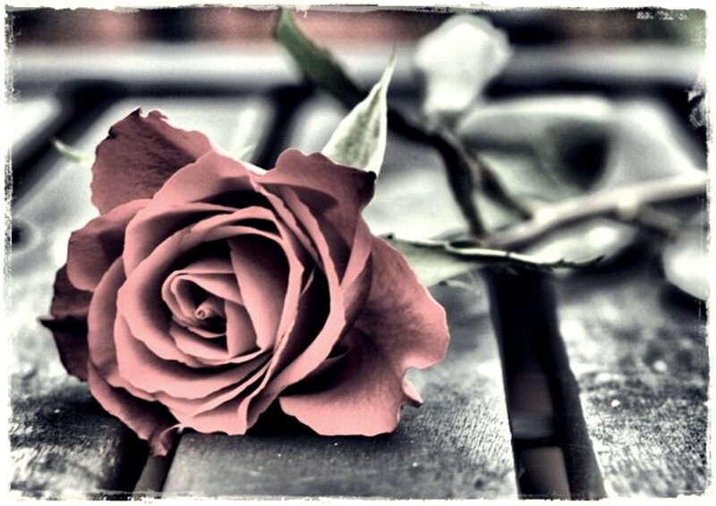 Single Rose on Wood — Pink