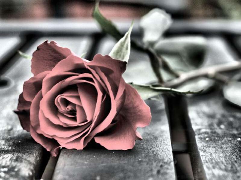 Single Rose on Wood