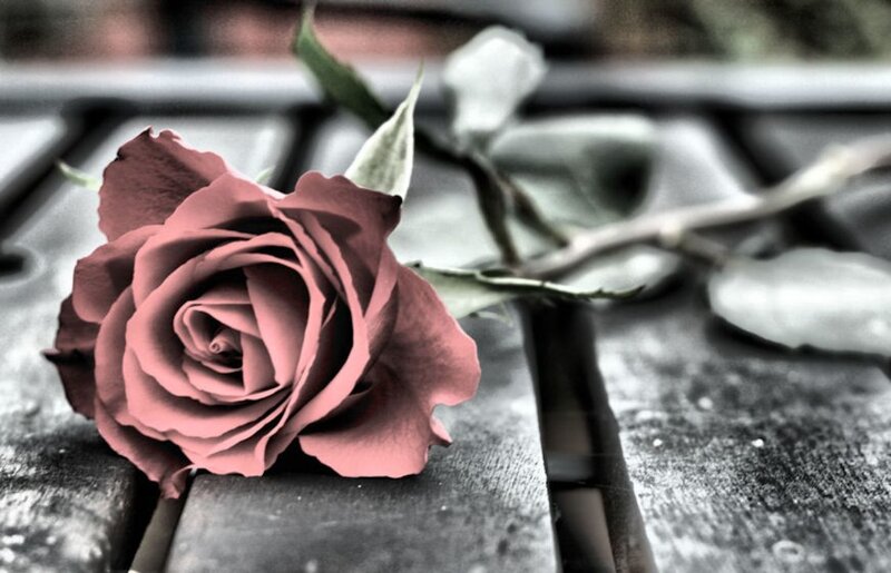 single rose on wooden surface