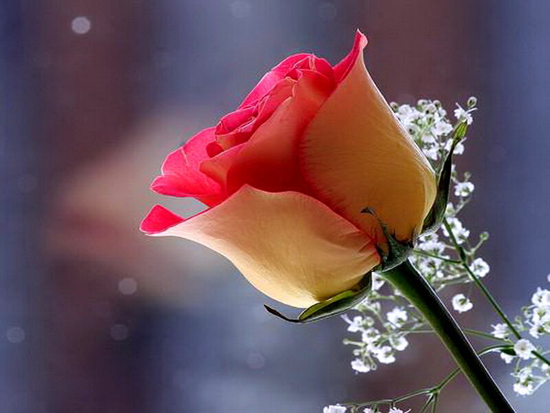 Single Rose with Baby's Breath