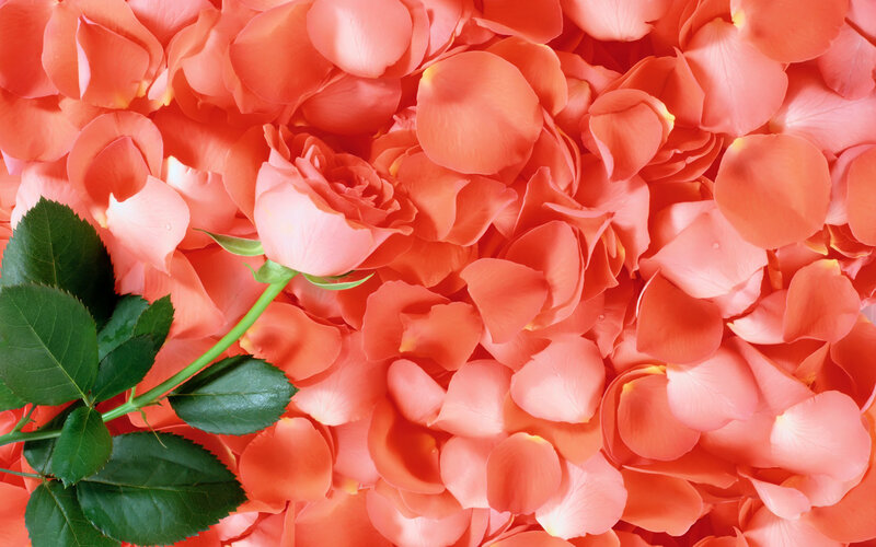 Single Rose with Petals — Pink