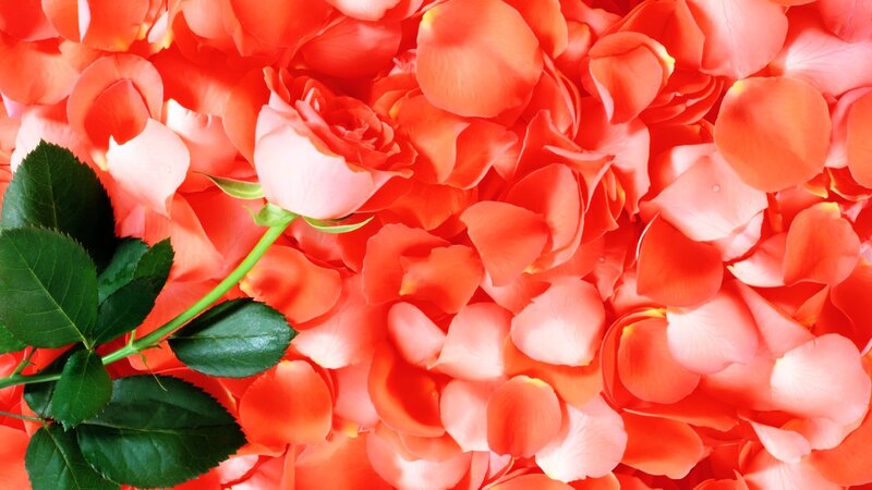 Single Rose with Petals