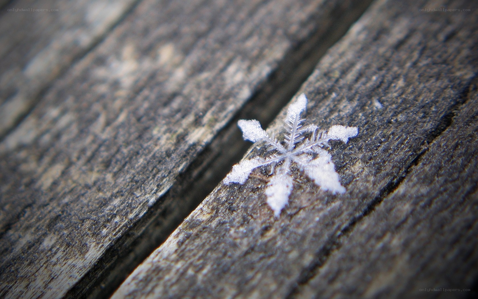 Single snowflake on wood