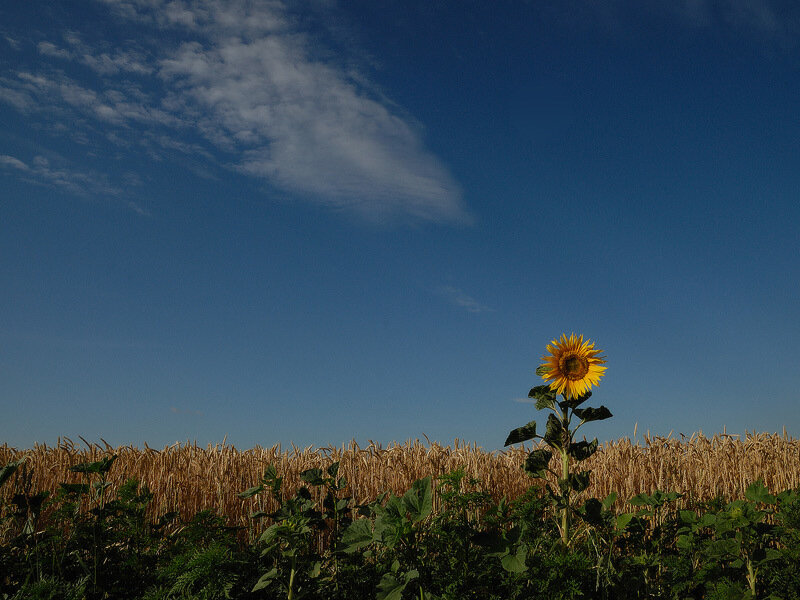 Single Sunflower in Field