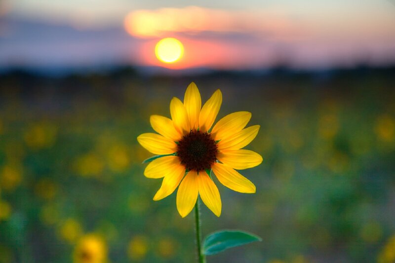 Single Sunflower in Field — Yellow