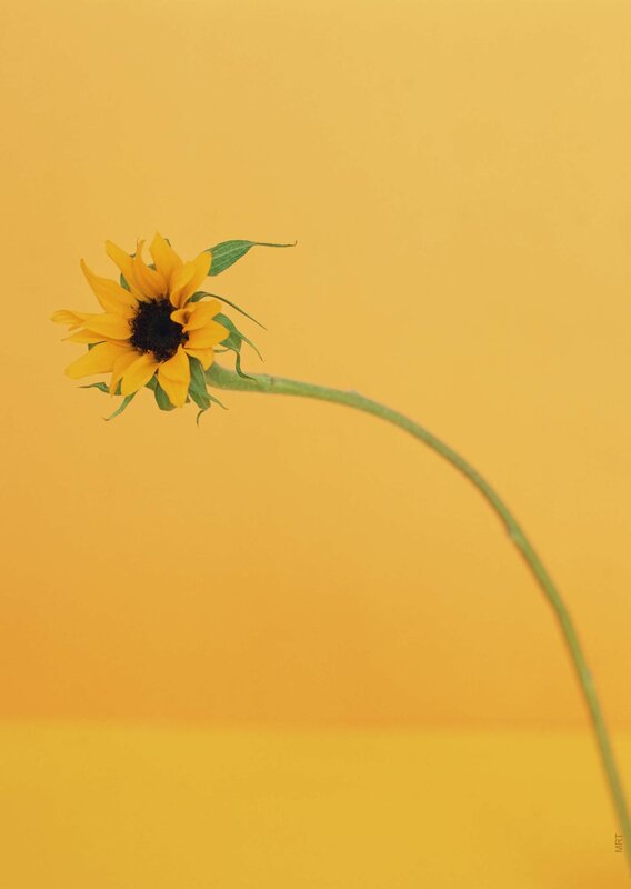 Single Sunflower on Stem
