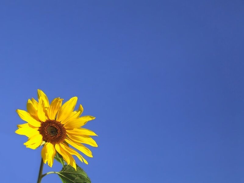 Single Sunflower