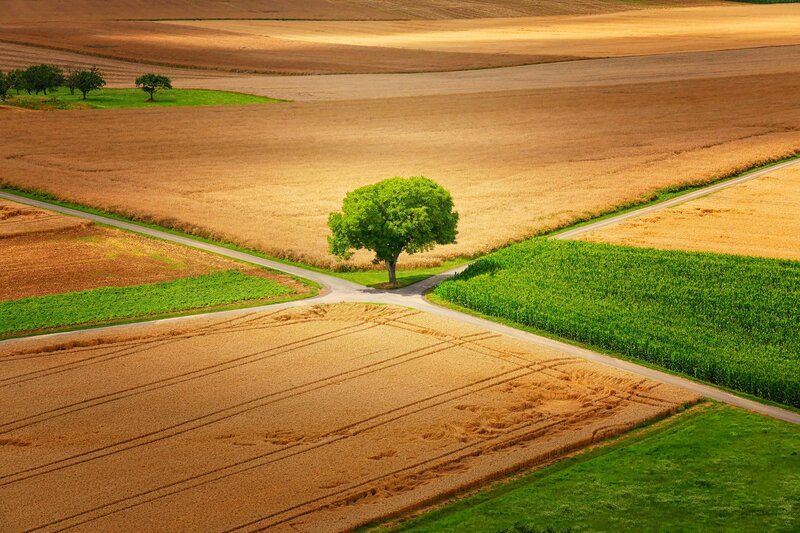 Single Tree at Crossroads
