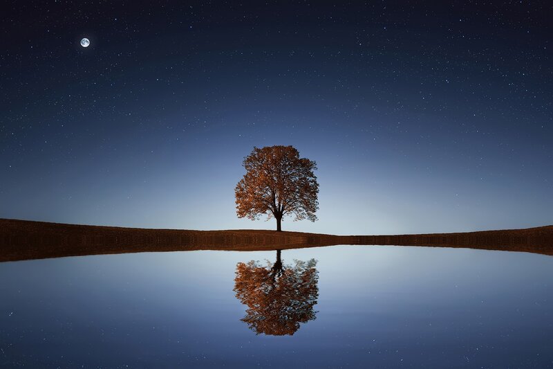 Single Tree at Night — Blue