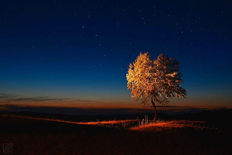 Single Tree at Night