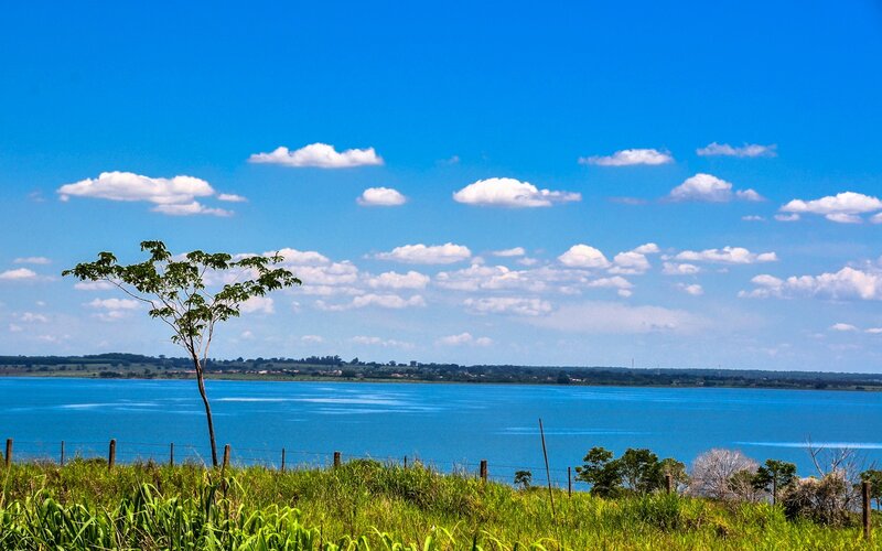 Single Tree by Lake