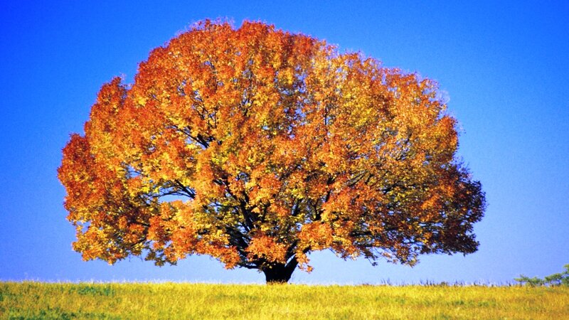 Single Tree in Autumn — Blue