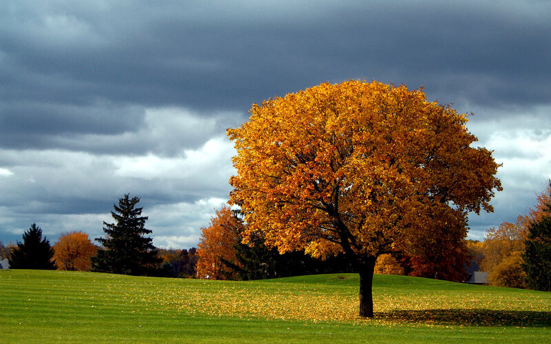 Single Tree in Autumn — Yellow
