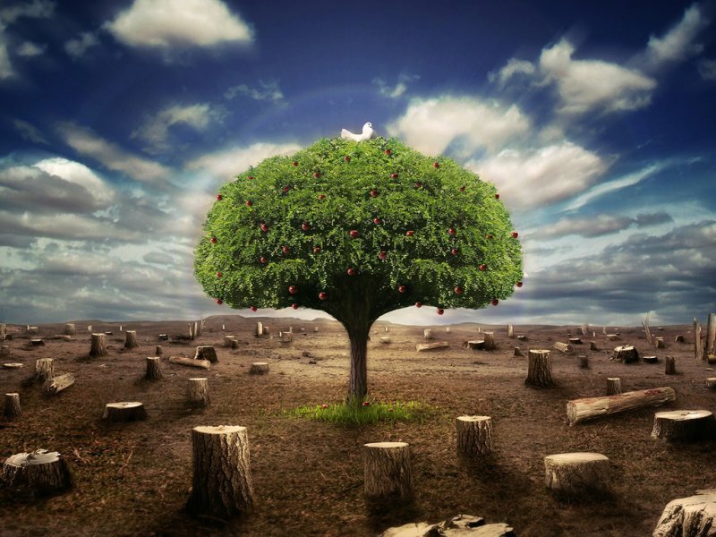 Single Tree in Barren Field