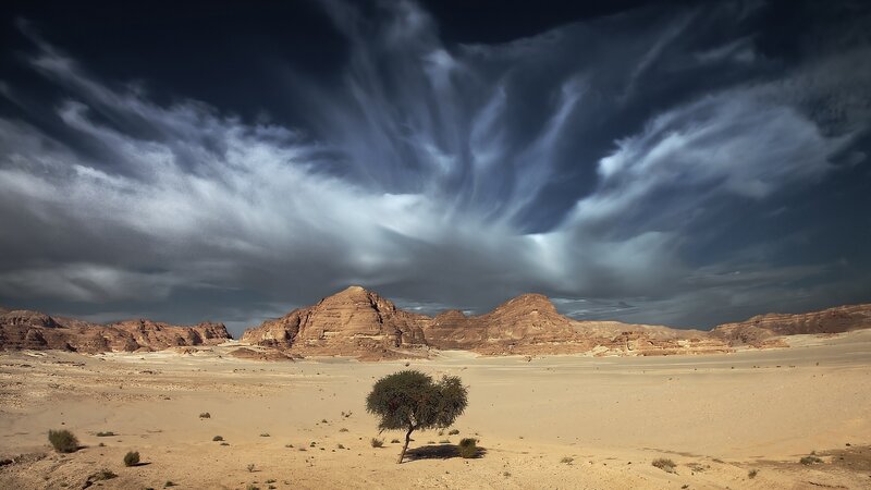 Single Tree in Desert — Brown, Dramatic
