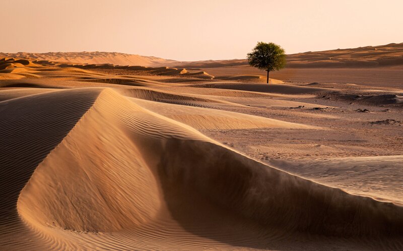 Single Tree in Desert — Brown, Serene