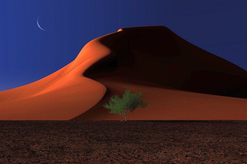 Single Tree in Desert — Orange