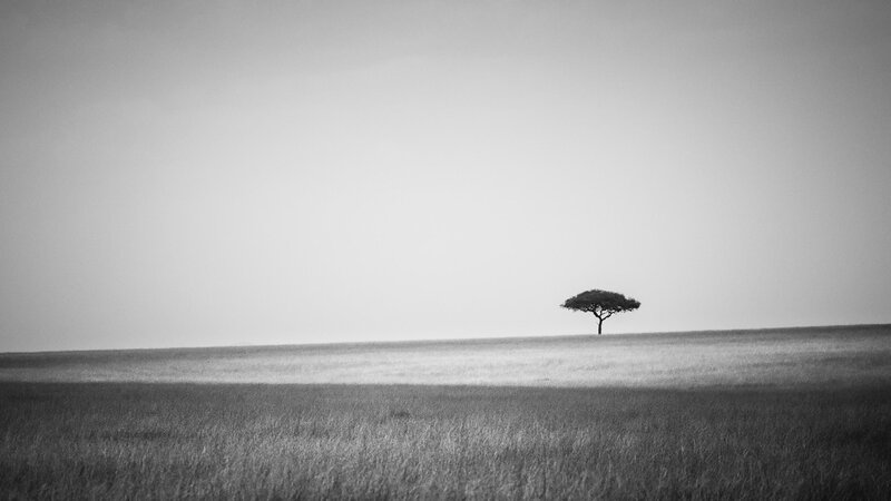 Single Tree in Field — Black