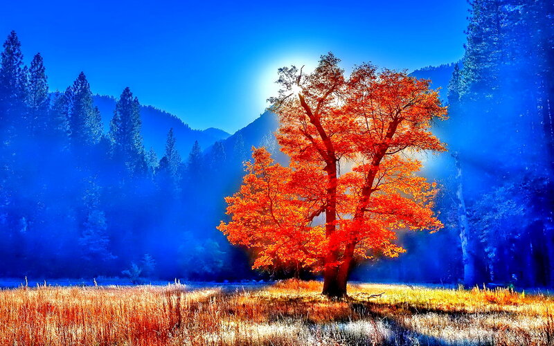 Single Tree in Field — Blue, Dramatic, Autumn