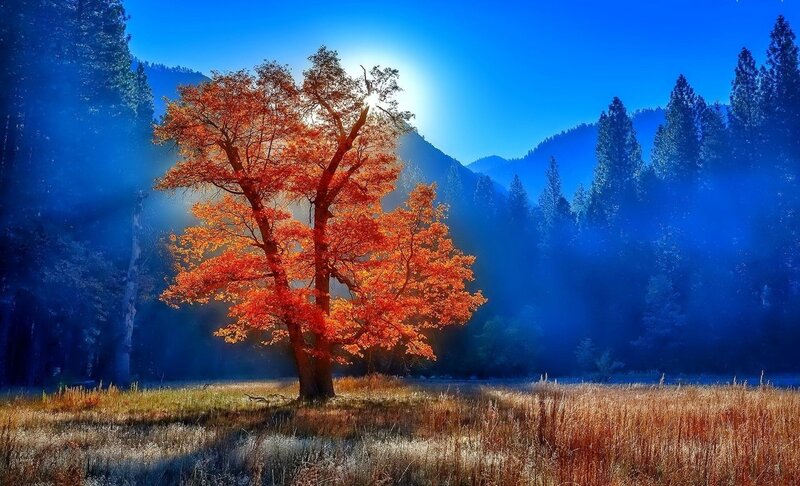 Single Tree in Field — Blue, Dramatic, Morning