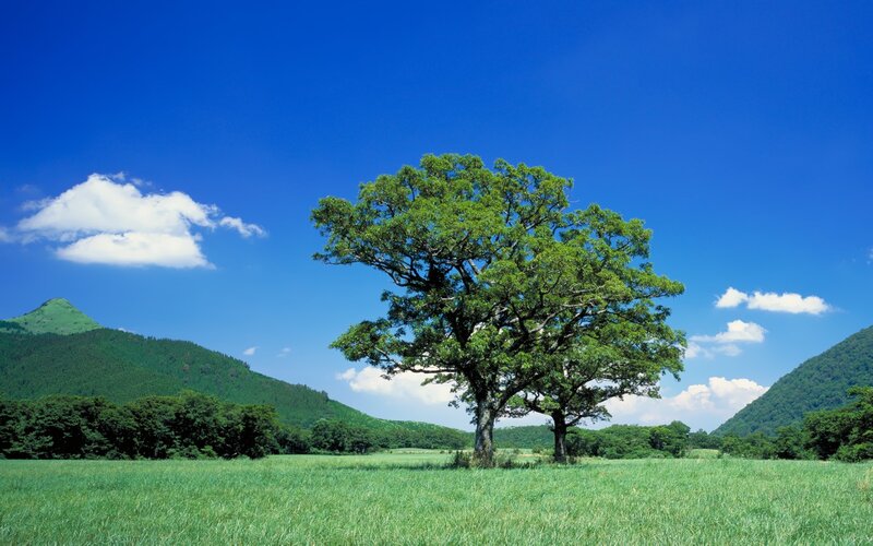 Single Tree in Field — Blue, Serene, Afternoon, Photograph, Mountains