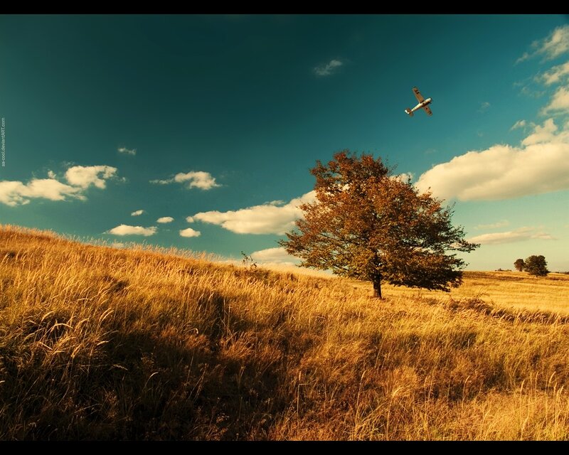 Single Tree in Field — Blue, Serene, Afternoon, Photograph