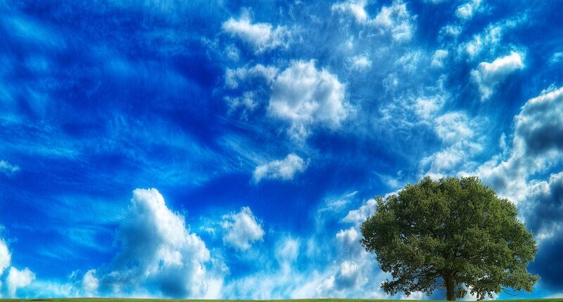 Single Tree in Field — Blue, Serene, Afternoon
